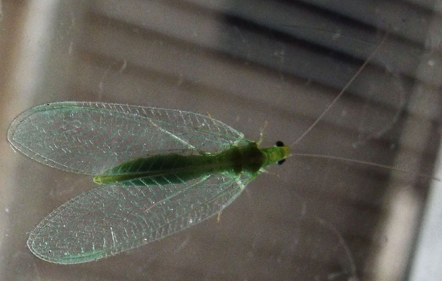 Chrysoperla sp.